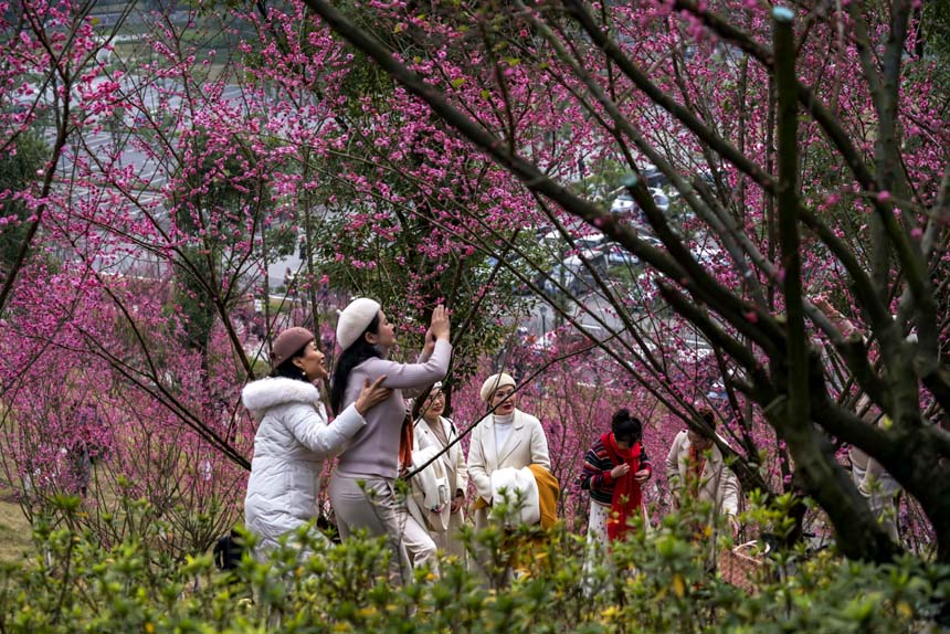 �ظ蘷ɽ����ʰ�A��������ɽ��÷���R�ɻ����������ο͠����Ӱ���S�M(j��n)�z