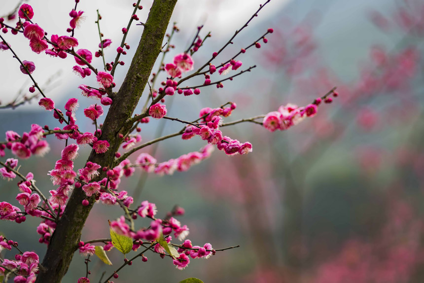 ����֮ʹ�ߡ��t÷��Ȼ����(l��i)���鶬��������һĨ�t�����C(j��)��Ҳ����(l��i)�˴�����Ϣ���S�M(j��n)�z