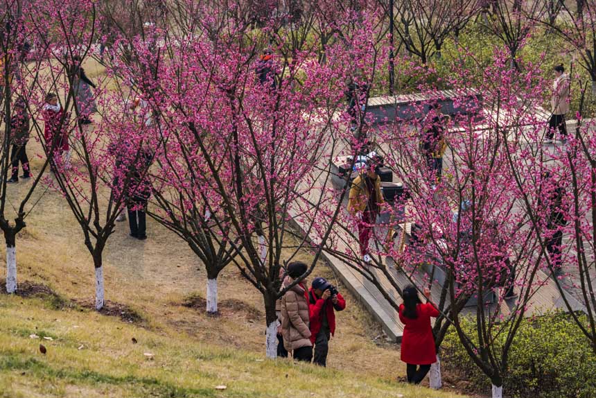 �R������(ji��)���蘷ɽ��Ȼ�`�ŵļt÷���ɞ������p����һ����ȥ̎���S�M(j��n)�z