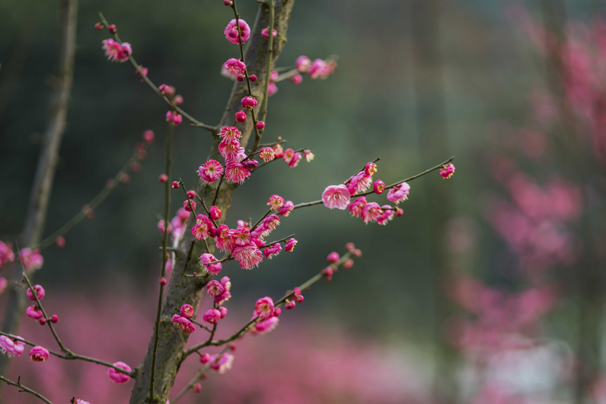 ����֮ʹ�ߡ��t÷��Ȼ�������鶬��������һĨ�t�����C���S�M�z