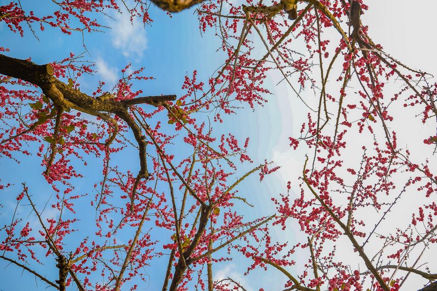 �Vꖍu÷���`�ţ��o�򴺁����ؑc���_�^(q��)���D