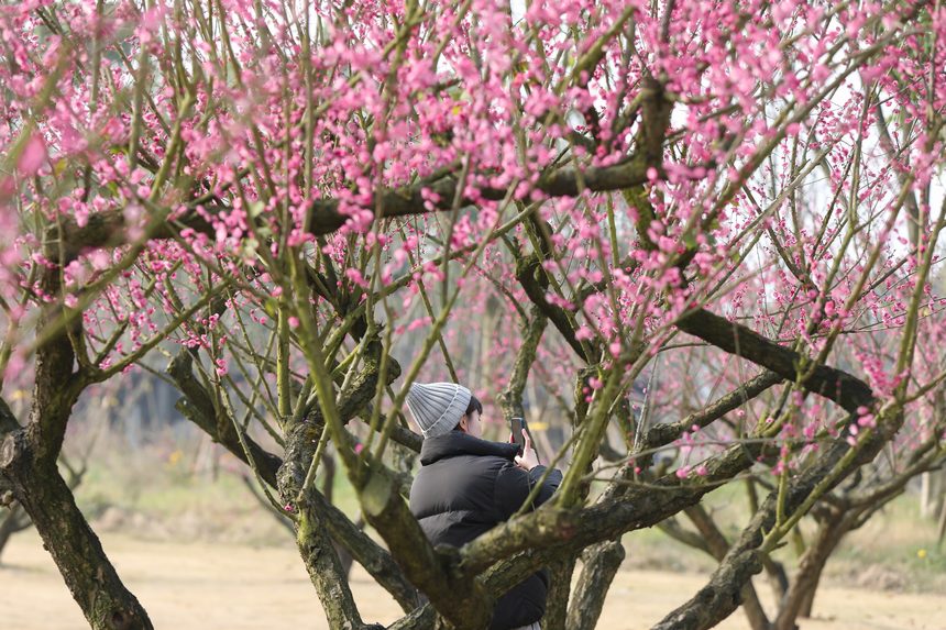 �Vꖍu÷���`�ţ��o�򴺁����ؑc��(j��ng)�_�^(q��)���D