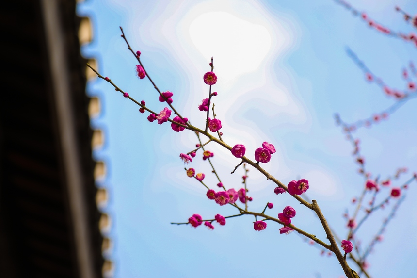 �Vꖍu÷���`�����o�򴺁����ؑc��(j��ng)�_�^(q��)���D