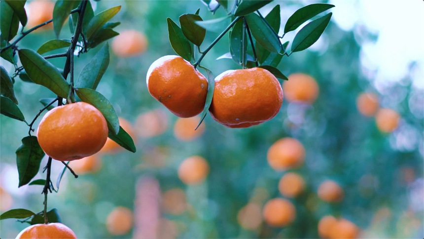 �ى���(sh��)�����s�v���z