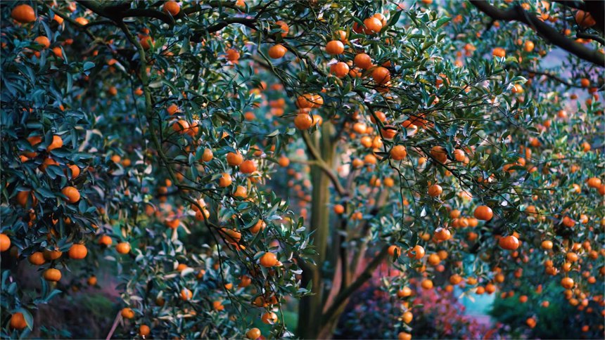 �t���S�՝M֦�����s�v���z