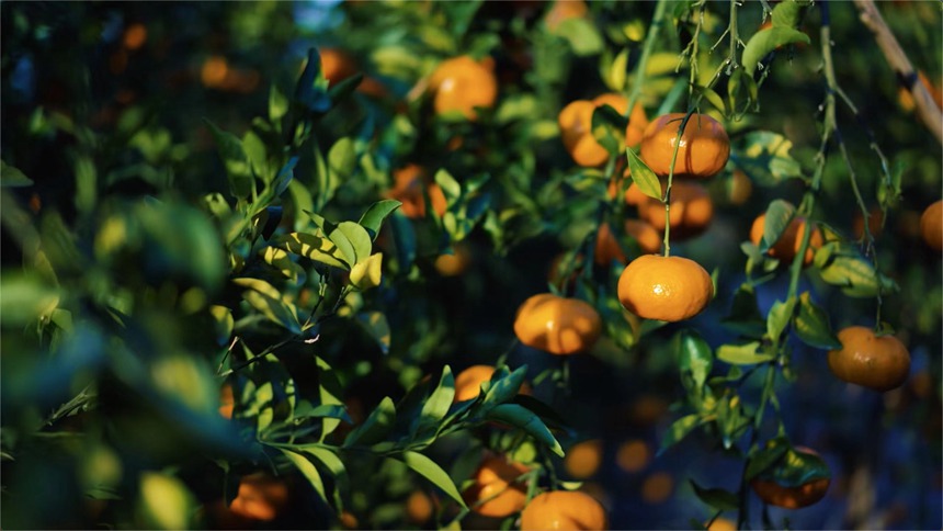 ꖹ➢��������s�v���z