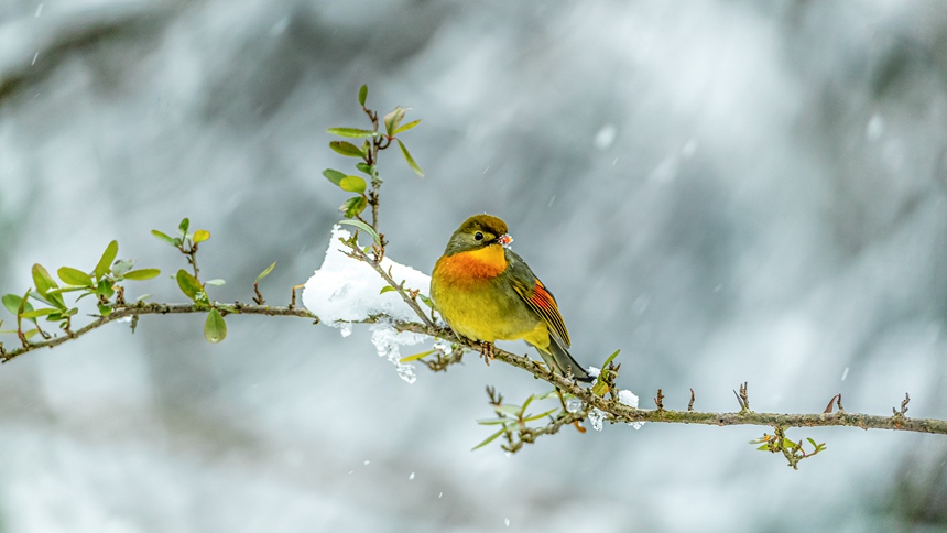 �ؑc���ϴ��^(q��)ɽ��ƺ�(zh��n)�R�δ��Ĕz����˼�B��������z