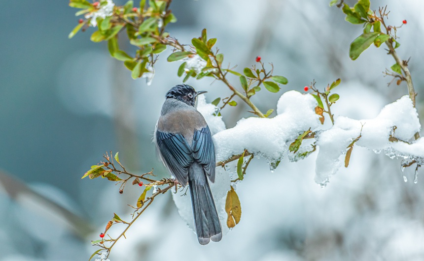 �ؑc���ϴ��^(q��)ɽ��ƺ�(zh��n)�R�δ��Ĕz�ĺ��^������������z