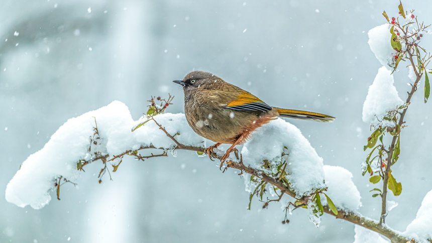 �ؑc���ϴ��^(q��)ɽ��ƺ�(zh��n)�R�δ��Ĕz�ĳȳ����̡�������z