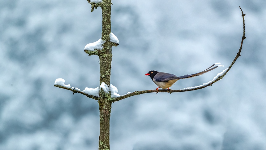 �ؑc���ϴ��^(q��)ɽ��ƺ�(zh��n)�R�δ��Ĕz�ļt���{(l��n)�o��������z