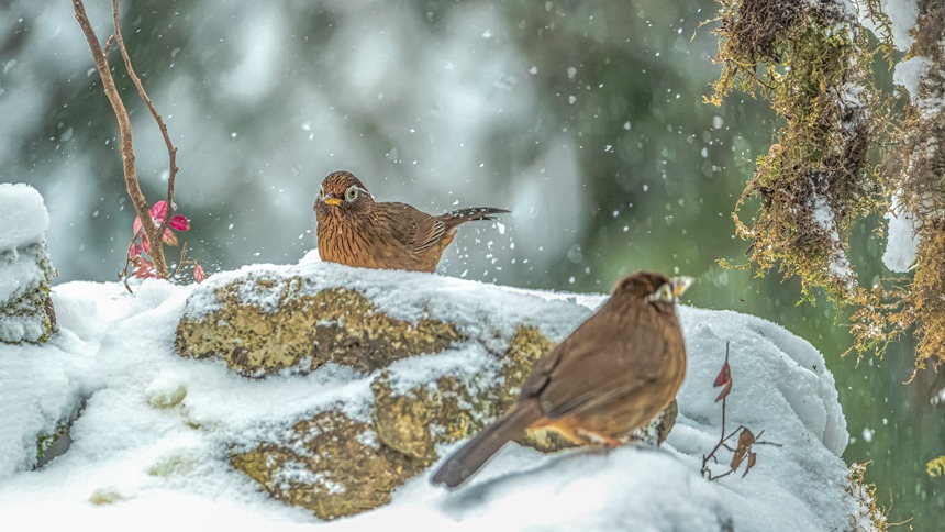 �ؑc���ϴ��^(q��)ɽ��ƺ�(zh��n)�R�δ��Ĕz���_����ü��������z