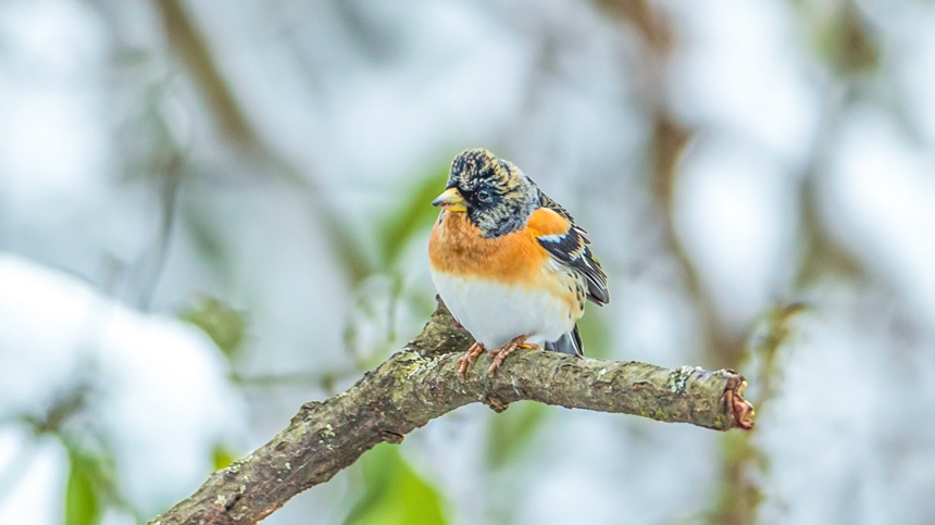 �ؑc���ϴ��^(q��)ɽ��ƺ�(zh��n)�R�δ��Ĕz����ȸ��������z