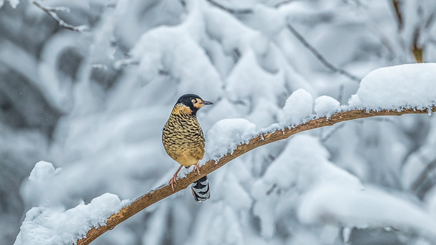 �ؑc���ϴ��^(q��)ɽ��ƺ�(zh��n)�R�δ��Ĕz���ۼy������������z