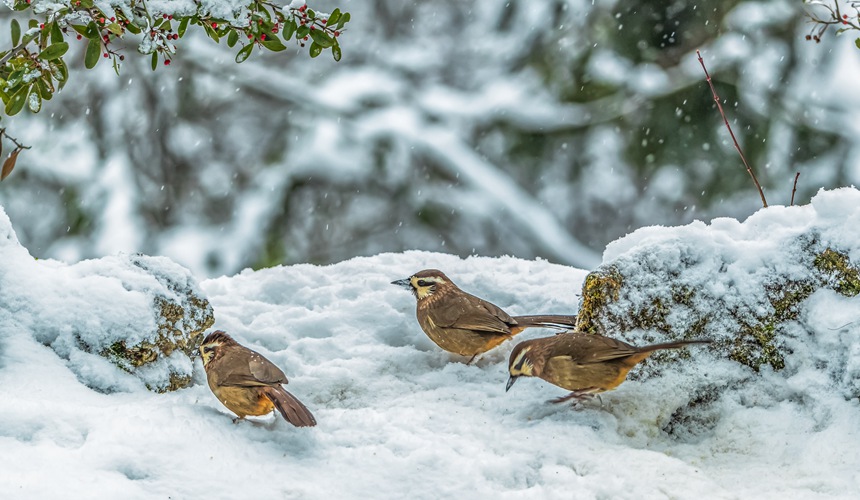 �ؑc���ϴ��^(q��)ɽ��ƺ�(zh��n)�R�δ��Ĕz�İ��a������������z