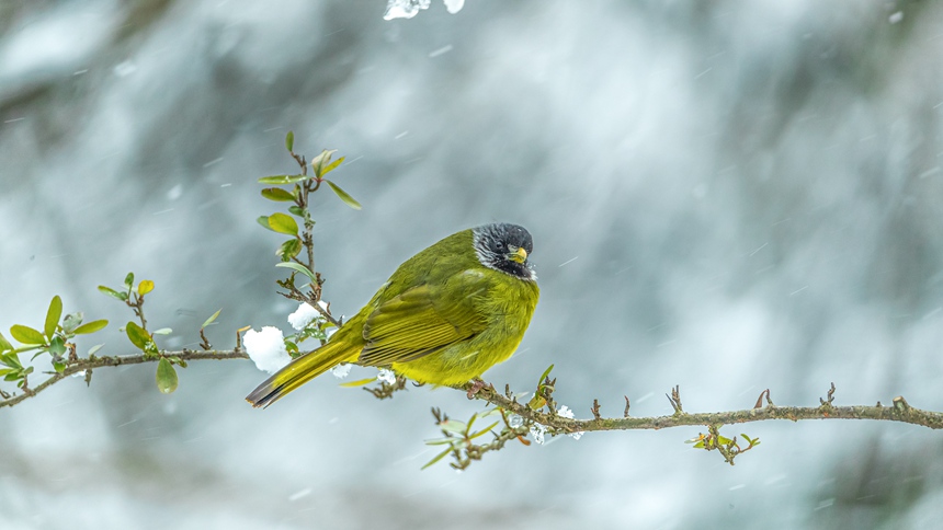 �ؑc���ϴ��^(q��)ɽ��ƺ�(zh��n)�R�δ��Ĕz���I(l��ng)ȸ���l��������z