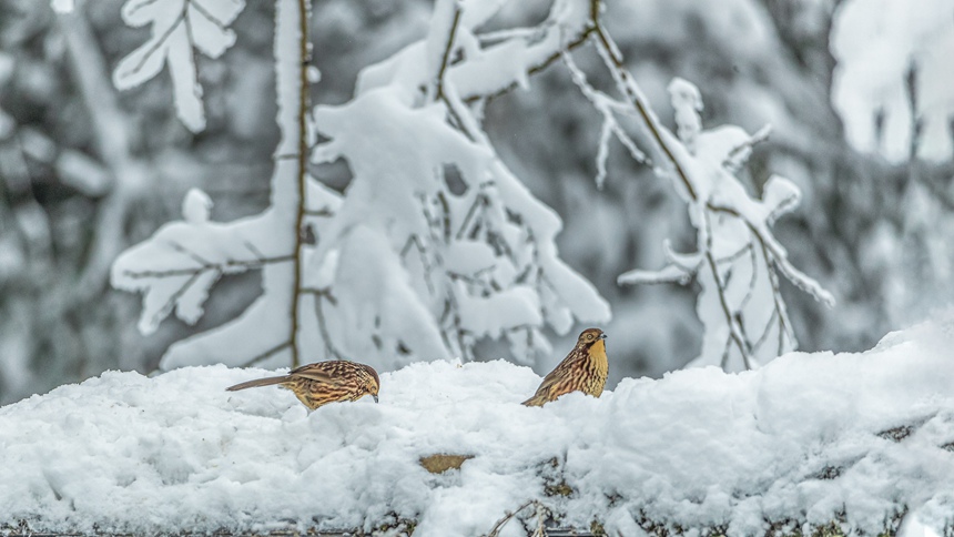 �ؑc���ϴ��^(q��)ɽ��ƺ�(zh��n)�R�δ��Ĕz��ì�y������������z