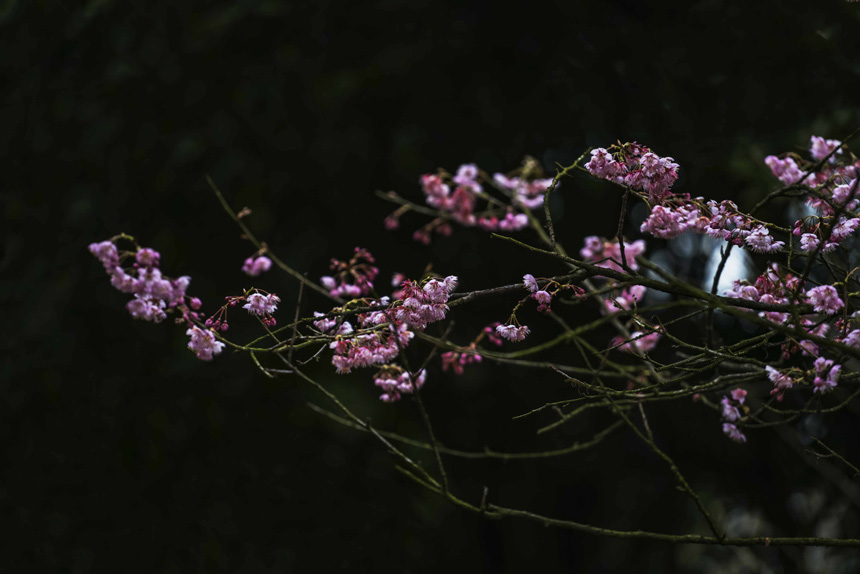 �紺���£���ɽֲ��@�ѻ��ڳ�����ů��£��M��`�����S�M(j��n)�z