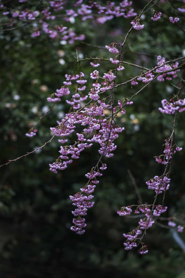 �紺��������ɽֲ��@�ѻ��ڳ�����ů������M��`�����S�M�z