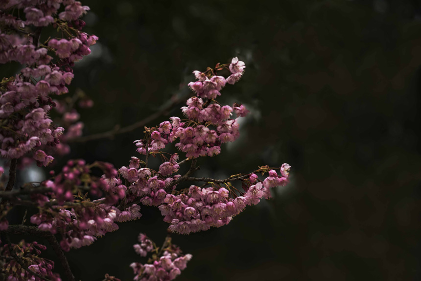 �紺��������ɽֲ��@�ѻ��ڳ�����ů������M��`�����S�M�z