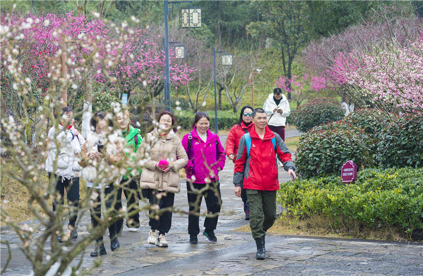 �ؑc���ϴ��^(q��)���^�(zh��n)÷���@���N÷������`�����M�@��ɫ�������������z