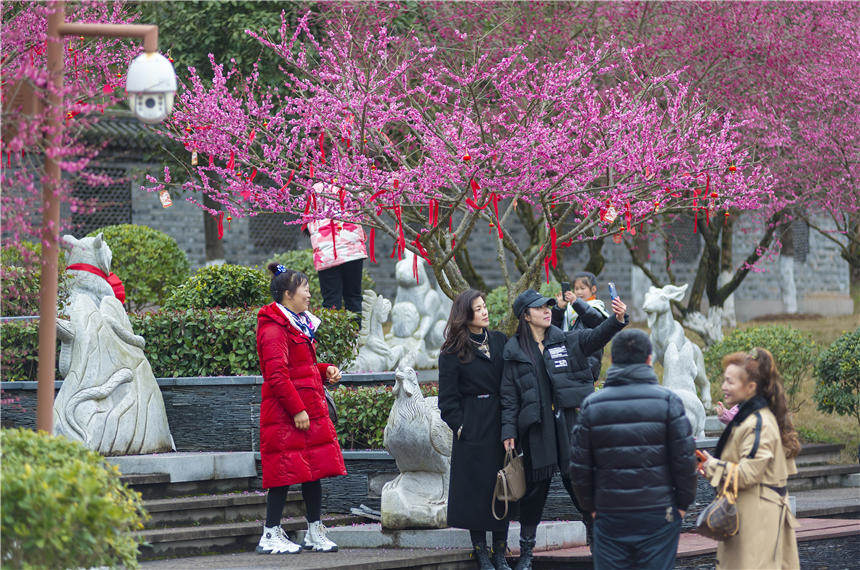 �ؑc���ϴ��^(q��)���^�(zh��n)÷���@��÷��ʢ�_(k��i)��������(d��ng)?sh��)�������ο�ǰ�?l��i)�p���������z