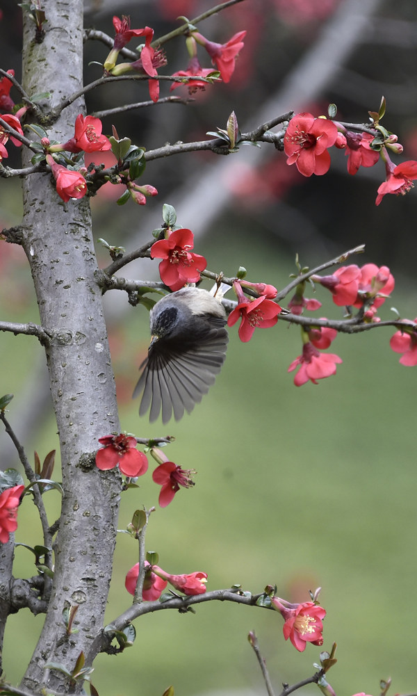 չʾ��(y��u)���������S�Ӕz