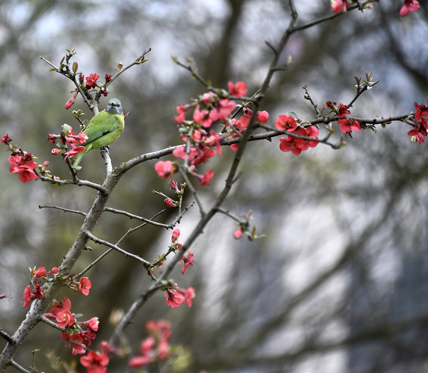 ꖹ������B�Z���㡣�S�Ӕz