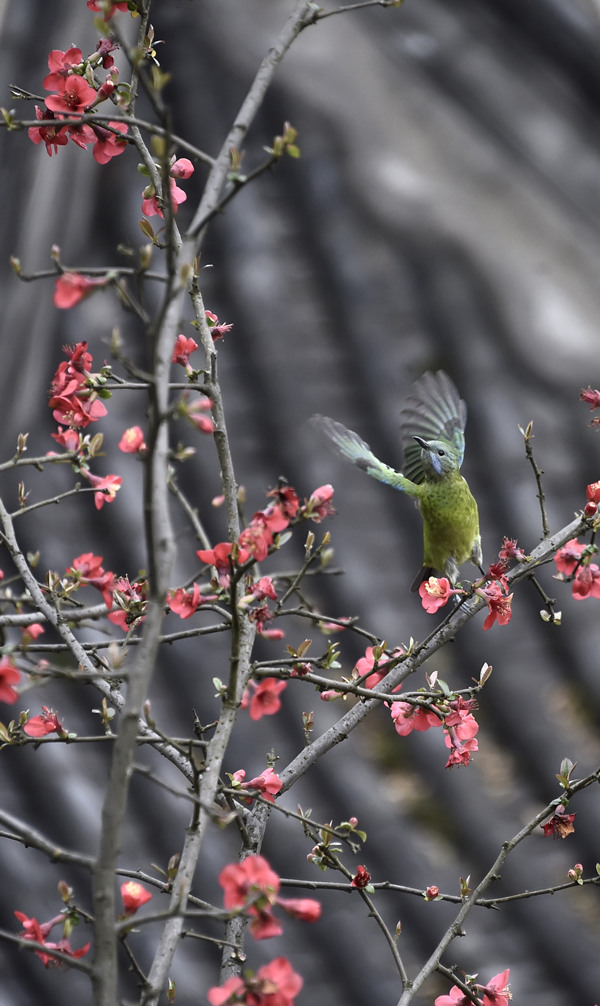 �ڻ�����չ�����w���S�Ӕz