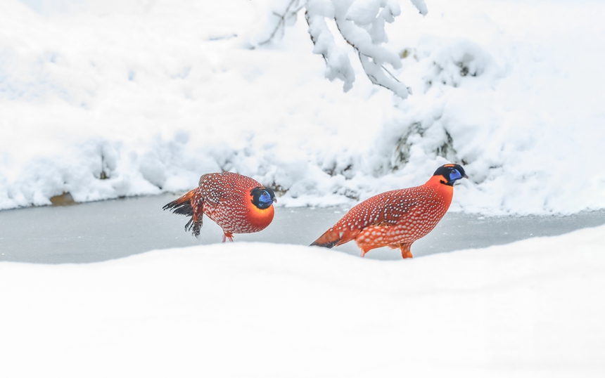 �t���������B���ؑc���ϴ��^(q��)���ɽ��Ȼ���o(h��)�^(q��)ѩ����̤ѩҒʳ��������z