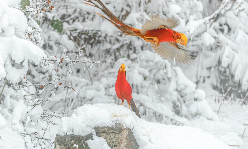 �t���\�u���B��������z