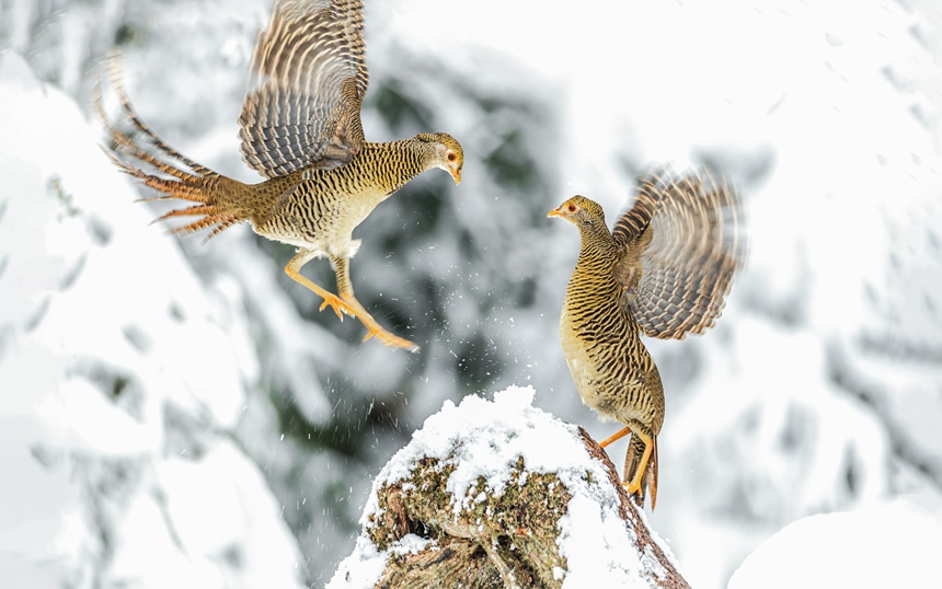 �t���\�u���B��������z