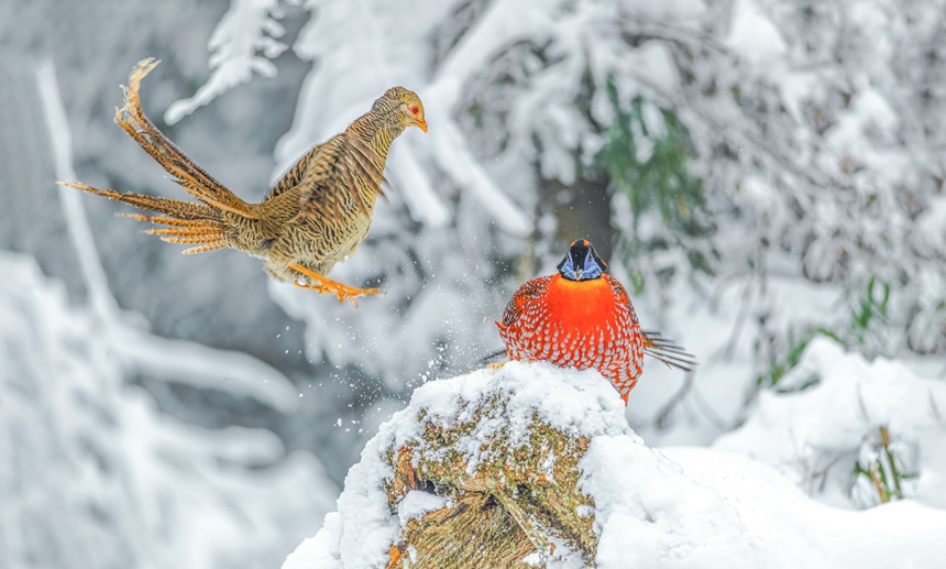 �t���\�u���B���󣩺ͼt���������B���ң���������z