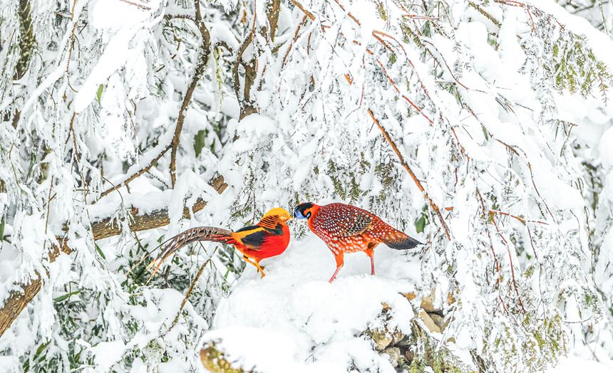 �t���\�u���B���󣩺ͼt���������B���ң���������z