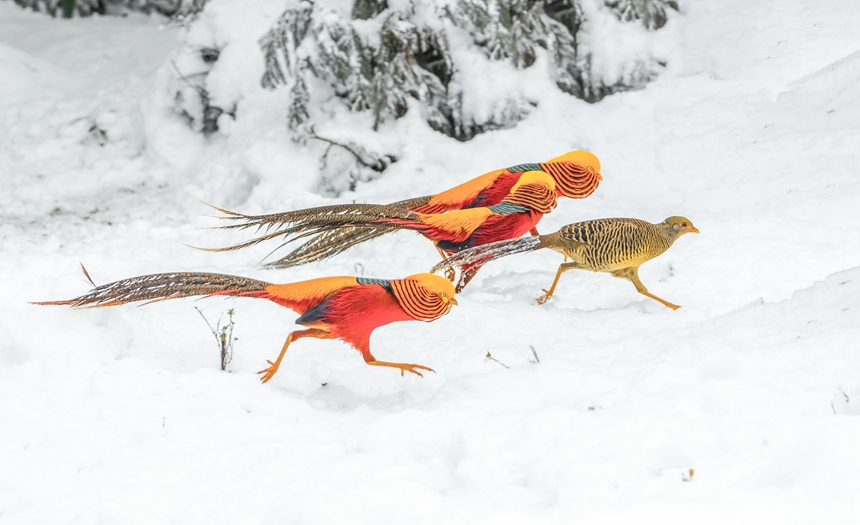 �B�����ؑc���ϴ��^(q��)���ɽ��Ȼ���o(h��)�^(q��)Ғʳ��������z