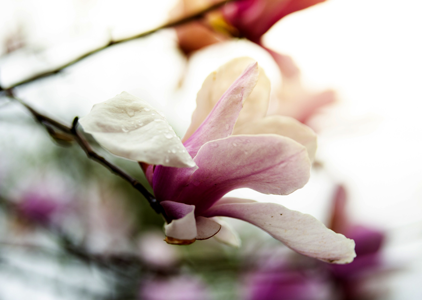 ���׵����m���仨��ѩ�����o(j��)��?c��i)z