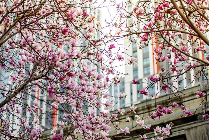 �_�M֦�^�����m���鴺��������һĨ�`�ӵĴ�ɫ�����o�ؔz