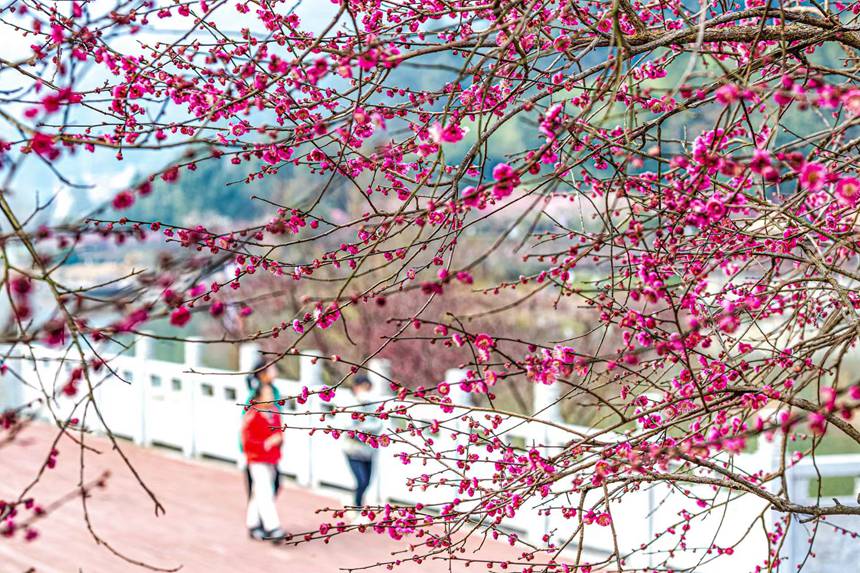 �����ο����ؑc���ϴ��^(q��)÷�A�@�������⡣������z