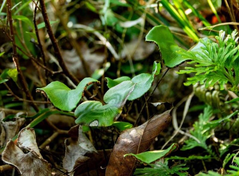 �ؑc�l(f��)�F(xi��n)��ϡ�lΣ����������N���·ֲ���N232��(g��)��5��