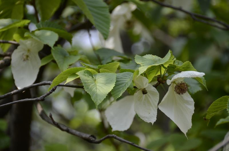 �ؑc�l(f��)�F(xi��n)��ϡ�lΣ����������N���·ֲ���N232��(g��)��4��