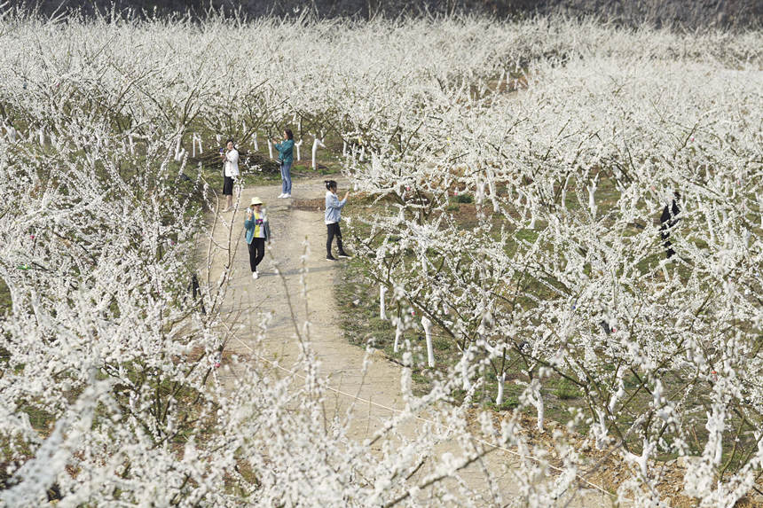 �������ؑc�б��Յ^(q��)�o�^�(zh��n)���A�塰�Vɽ���@��̤���p������͢���z