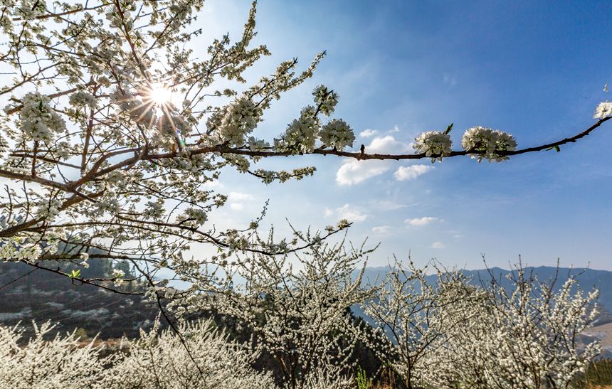 �ؑc���ϴ��^(q��)��ɽ�(zh��n)Ժ�Ǵ���ɽ�`�ŵ����������z