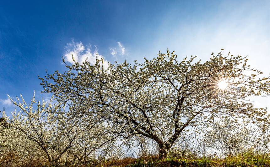 �ؑc���ϴ��^(q��)��ɽ�(zh��n)Ժ�Ǵ���ɽ�`�ŵ����������z