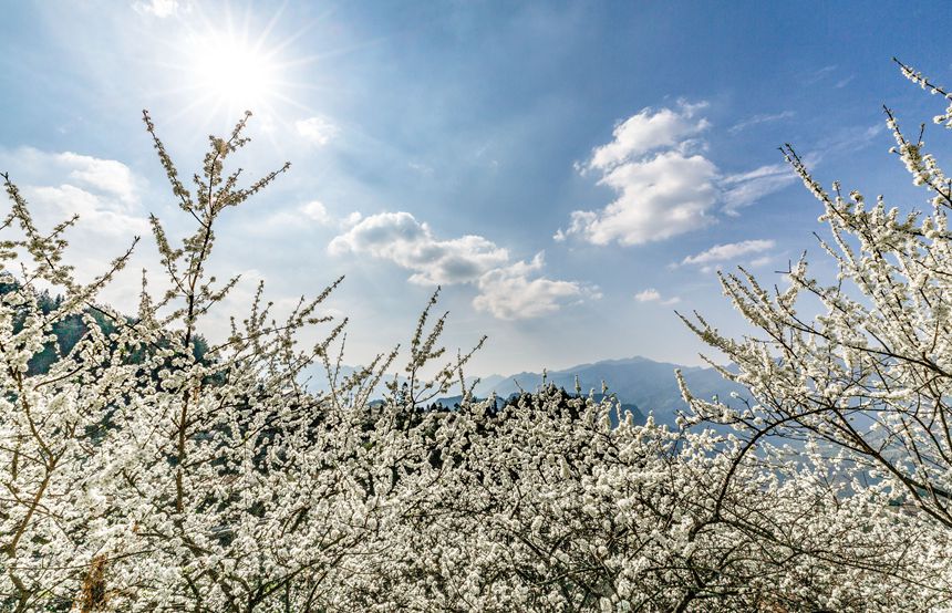 �ؑc���ϴ��^(q��)��ɽ�(zh��n)Ժ�Ǵ���ɽ�`�ŵ����������z