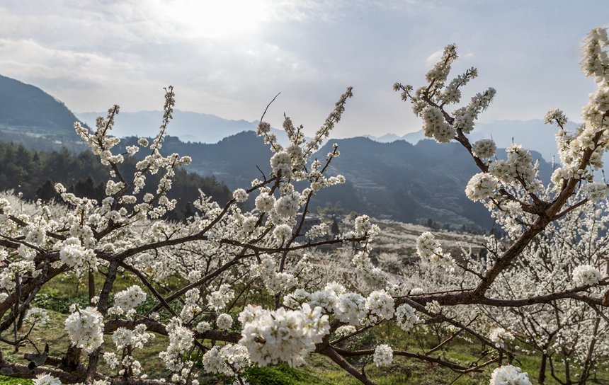 �ؑc���ϴ��^(q��)��ɽ�(zh��n)Ժ�Ǵ���ɽ�`�ŵ����������z