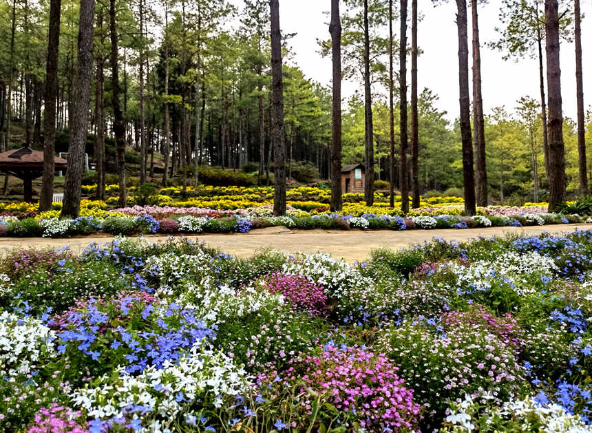 ��ľ�l(xi��ng)���»��@�r���`�����S�Ӕz