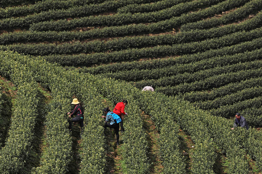 �����(zh��n)�Ĳ�@һƬ�������w�z