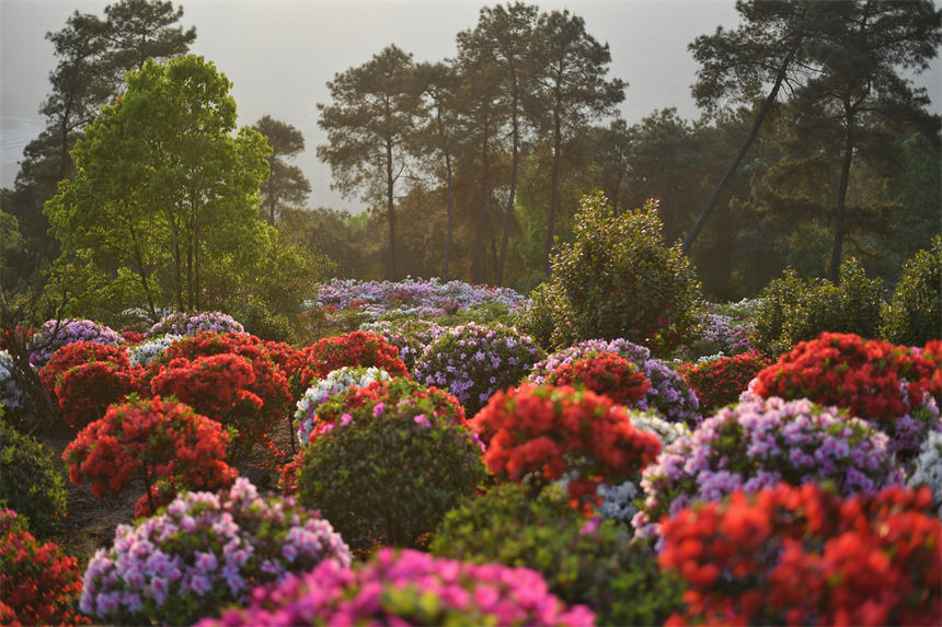 �߸ߵĘ�(sh��)ľ���Ͱ��İٮ����N���e(cu��)������������z