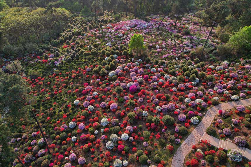 һ�ش������͵Ķ��N������һ��(g��)��(g��)��ɫ�Ĵ�Ģ�����H��Щ���GҰ��ۙ����ζ��������z