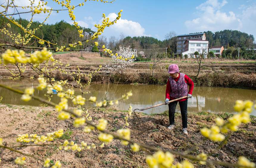 ����������l(xi��ng)�������ԷN��ݮ��Ƚ��܊�z