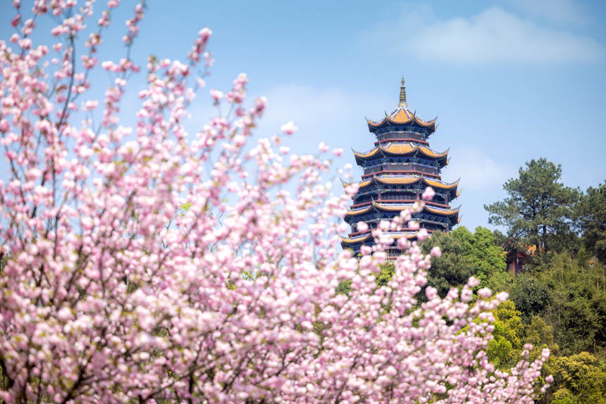 �Fɽƺɭ�ֹ��@�ęѻ������`�����������z